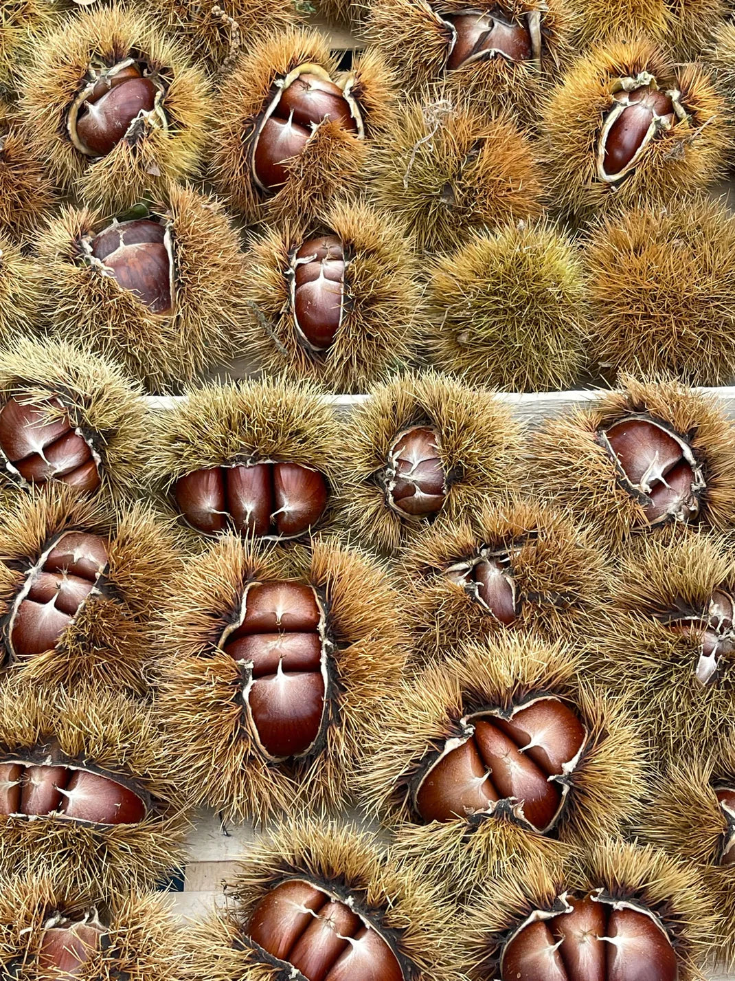 Douceur de l'Ardèche