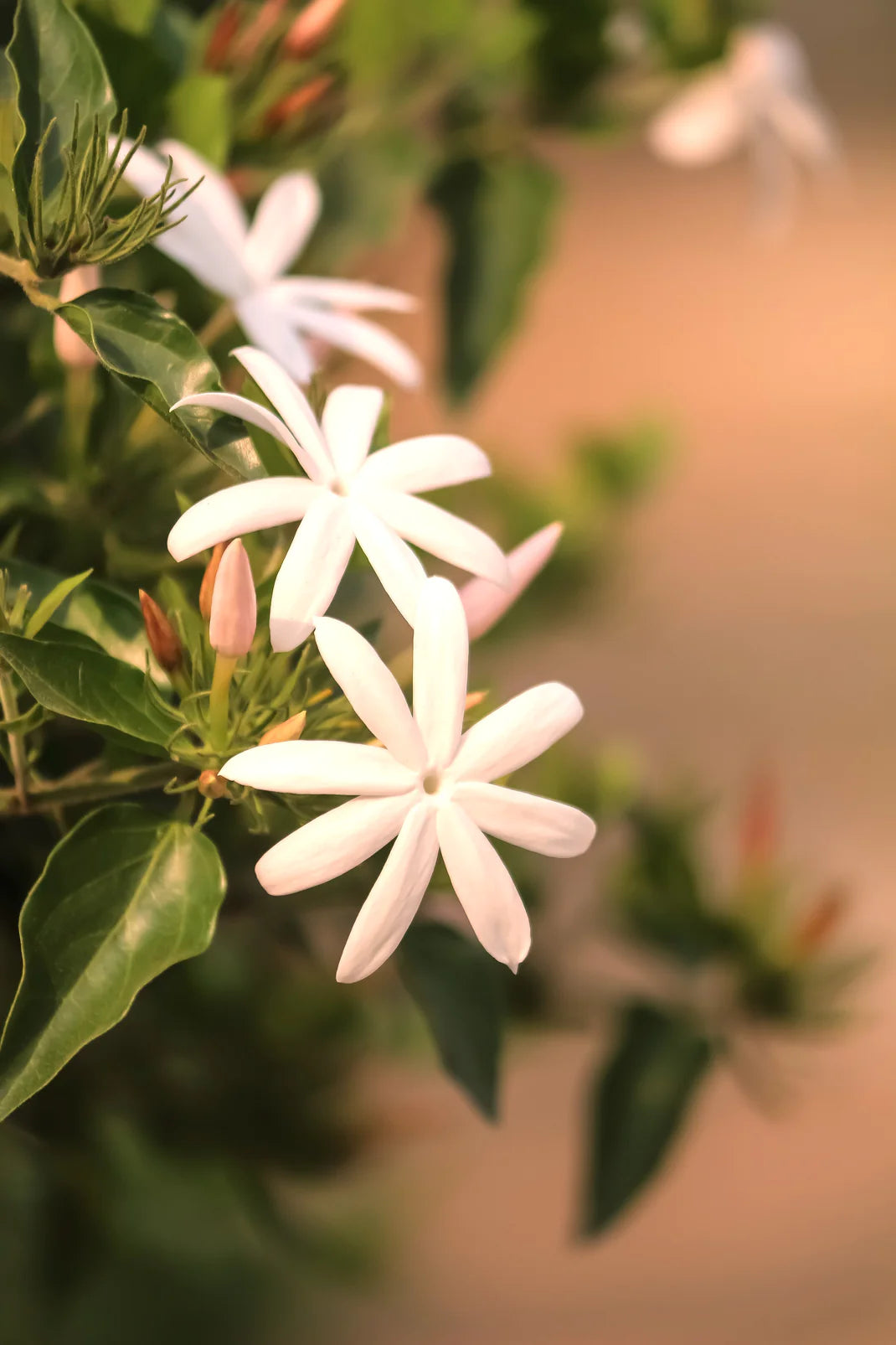 Dolce vita sur la Riviera