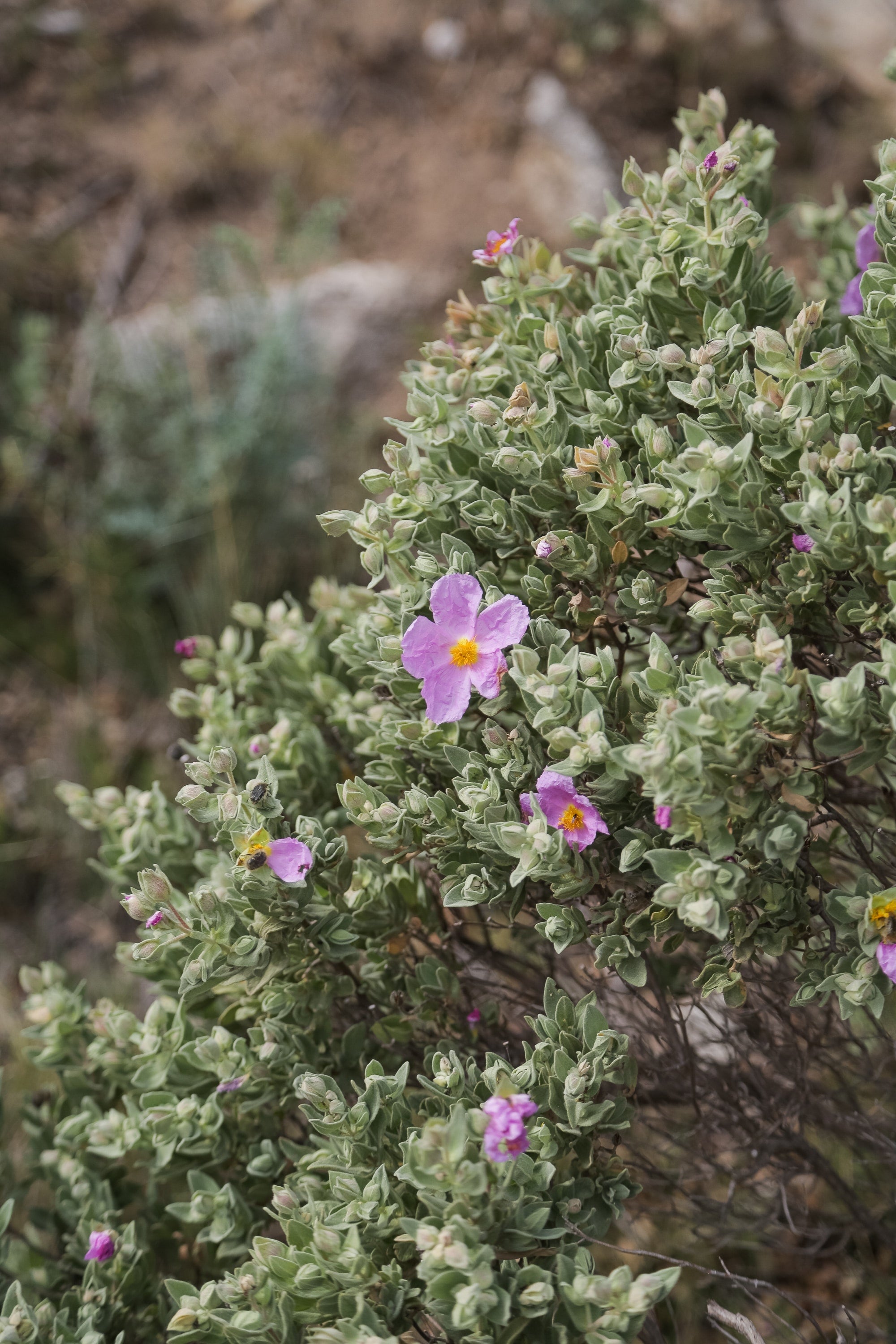 Balade dans le Maquis