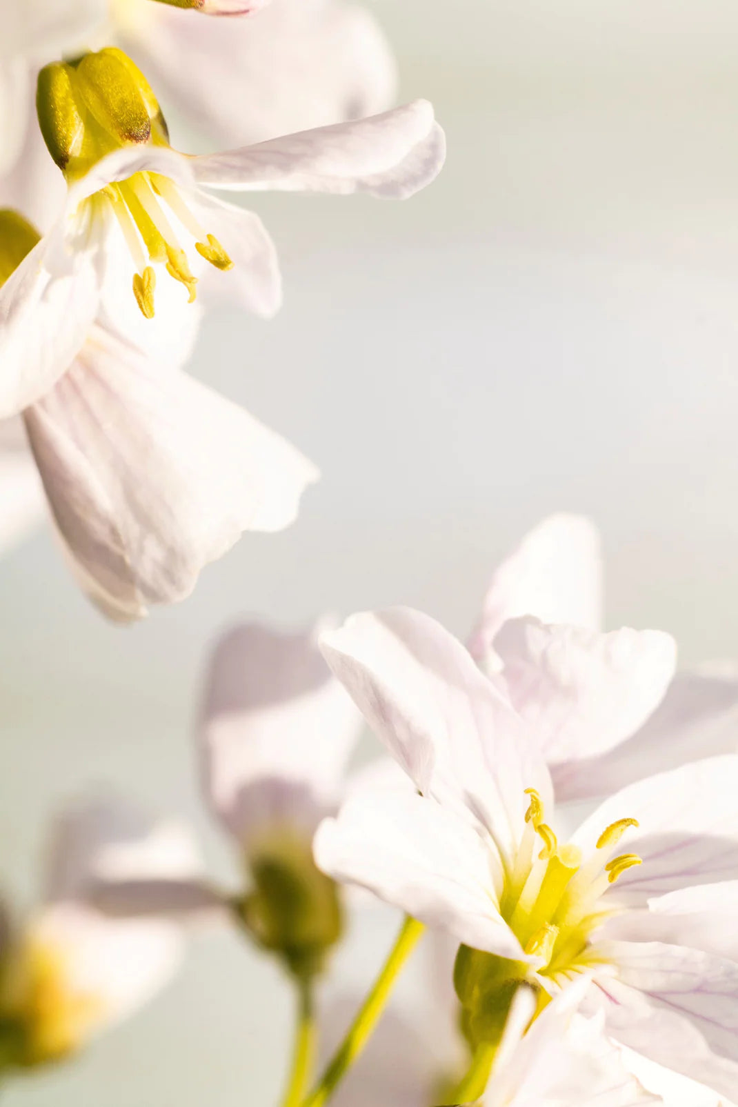 Le Charme d'une Bastide