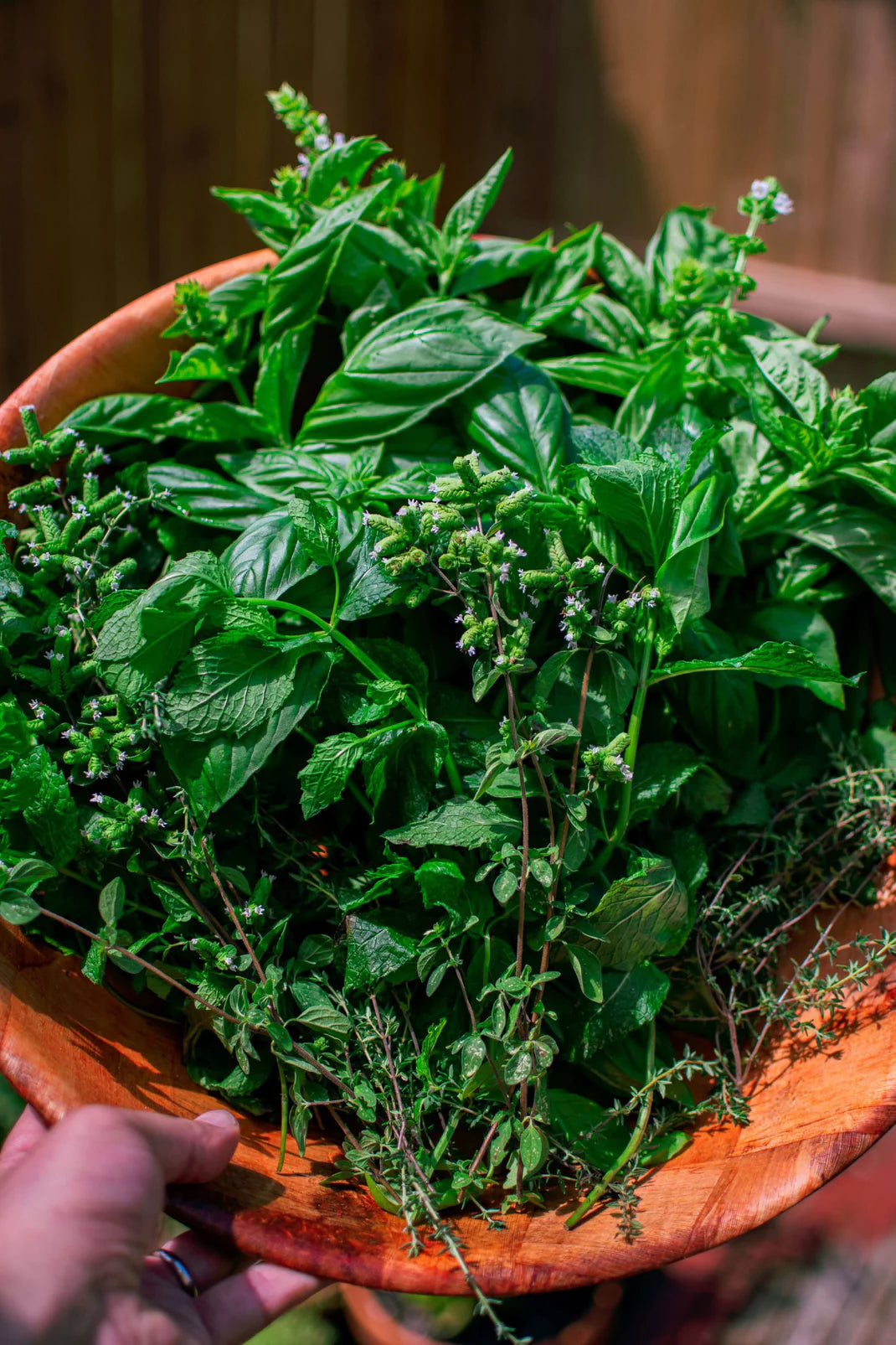 Cueillette au Potager